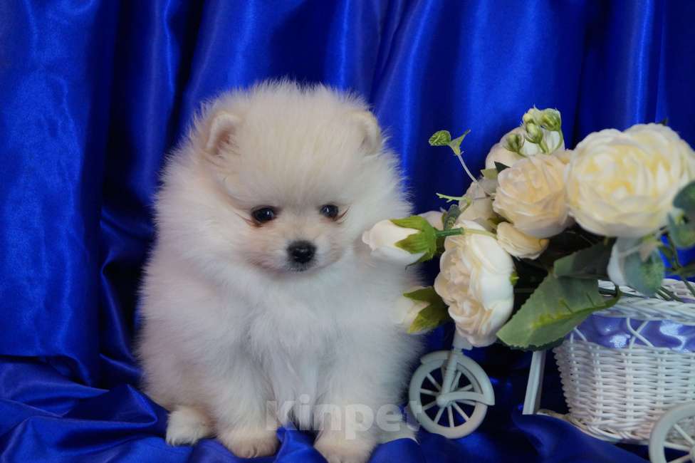 Собаки в Москве: Мальчик померанского шпица Мальчик, 30 000 руб. - фото 4