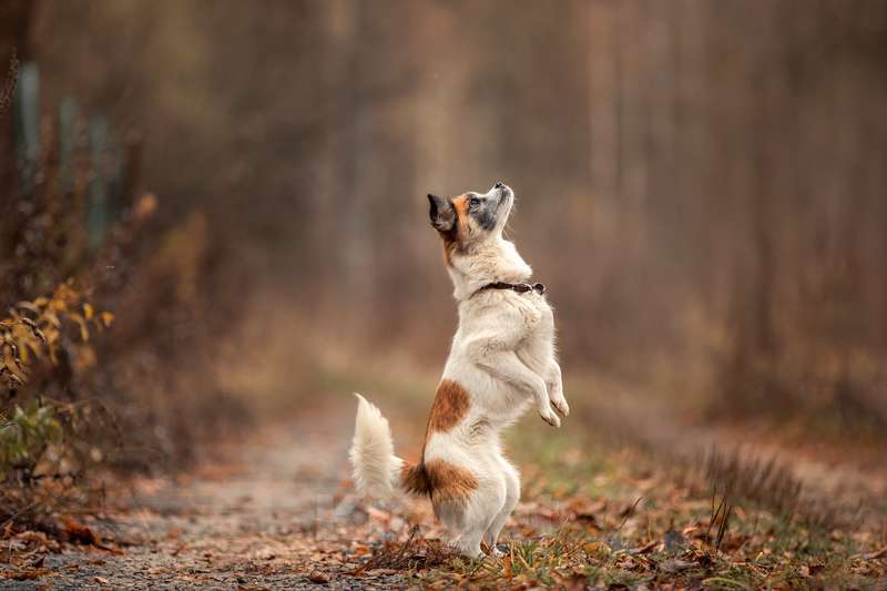 Собаки в Москве: Крошечная собачка Ася в добрые руки Девочка, Бесплатно - фото 3