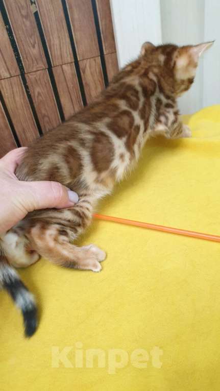 Кошки в Москве: Бенгальстке котята с документами. Мальчик, 55 000 руб. - фото 8