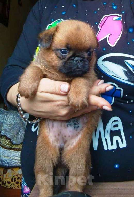 Собаки в Москве: Клубная девочка малый брабансон Девочка, 65 000 руб. - фото 4