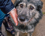 Собаки в Москве: Добродушный Грэй в поисках своей семьи и дома Мальчик, 100 руб. - фото 1