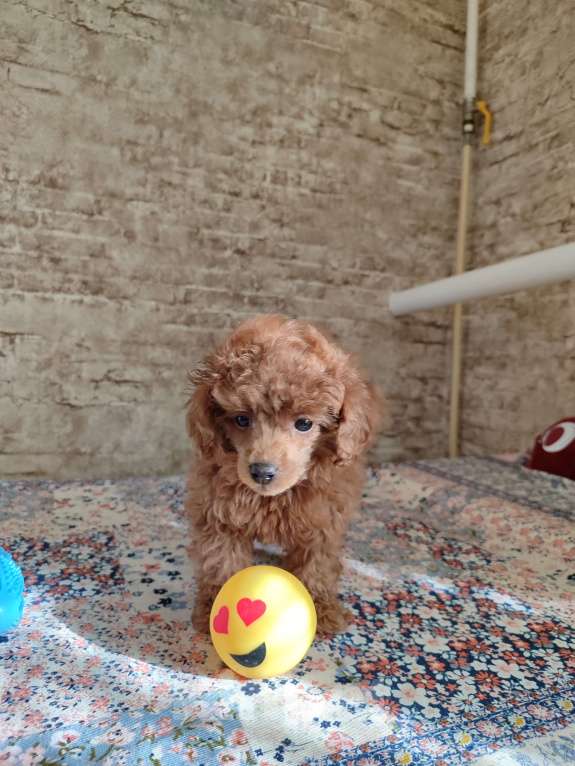 Собаки в Джанкое: Той пудель шоу класса от титулованных родителей. (26см) С Генетическими тестами по здоровью. Д Девочка, 150 000 руб. - фото 4