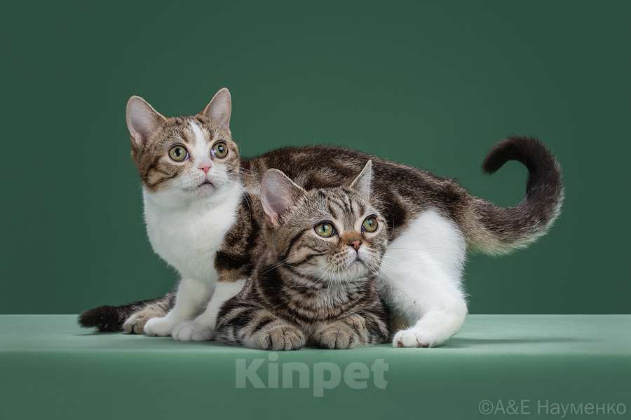 Кошки в Ликино-Дулево: Американская короткошерстная Девочка, Бесплатно - фото 7