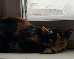 Кошки в Гагарине: Котята в добрые руки, Бесплатно - фото 5
