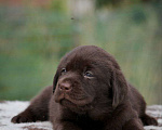 Собаки в Ейске: Щенок лабрадора, 45 000 руб. - фото 1