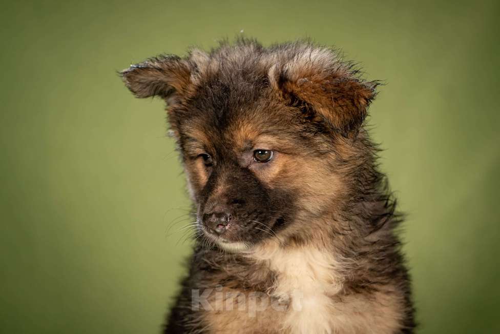 Собаки в Клине: Фисташка - пушистая красавица Девочка, Бесплатно - фото 6