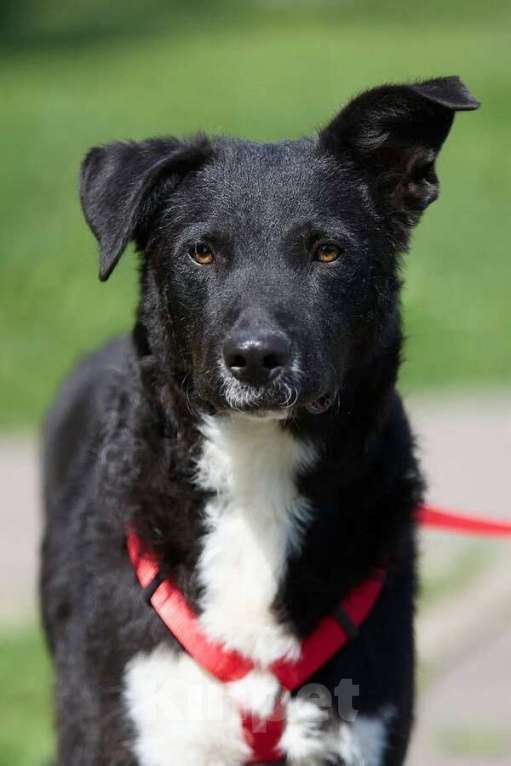 Собаки в Москве: Ночка. Идеальная собака для квартиры! Девочка, Бесплатно - фото 6