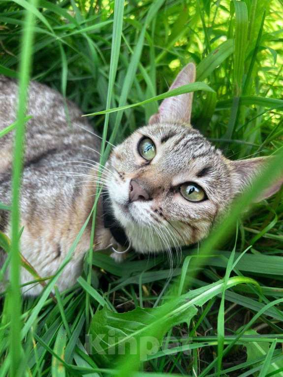 Кошки в Москве: Котята в добрые руки бесплатно  Мальчик, Бесплатно - фото 2