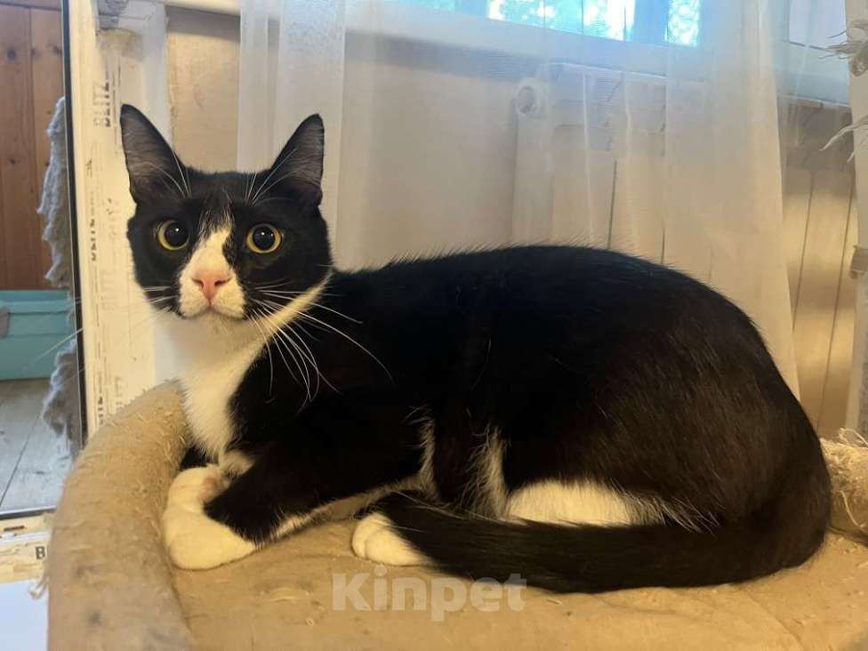 Кошки в Москве: Добрый и ласковый котик Маркиз ищет дом! Мальчик, Бесплатно - фото 2