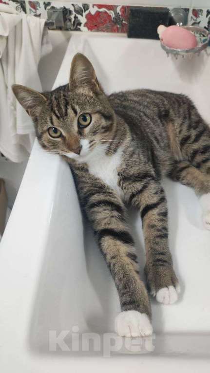 Кошки в Москве: котенок Тася ишет дом Девочка, 10 руб. - фото 9