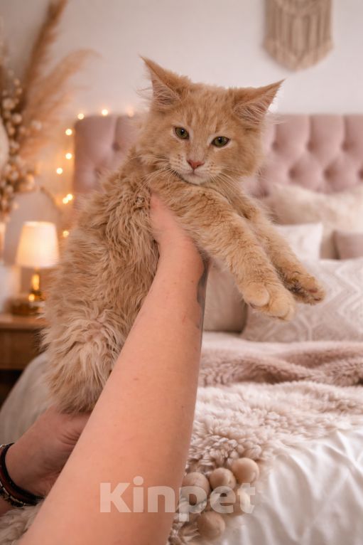 Кошки в Рязани: Котята Мейн-Кун Мальчик, 80 000 руб. - фото 2