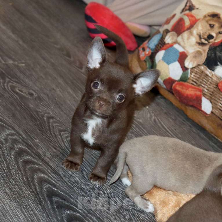 Собаки в Москве: Шоколадный батончик ЧИ Мальчик, 29 000 руб. - фото 3