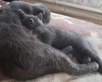 Кошки в Вышнем Волочке: Британский короткошёрстный котёнок Мальчик, 6 000 руб. - фото 2
