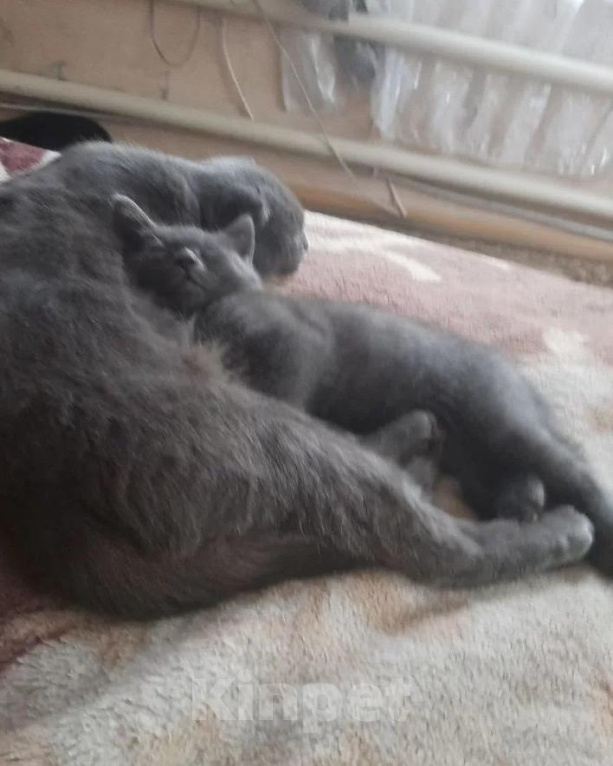 Кошки в Вышнем Волочке: Британский короткошёрстный котёнок Мальчик, 6 000 руб. - фото 2
