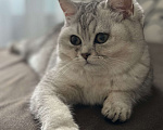 Кошки в Владимире: Шотландский котенок Мальчик, 15 000 руб. - фото 3