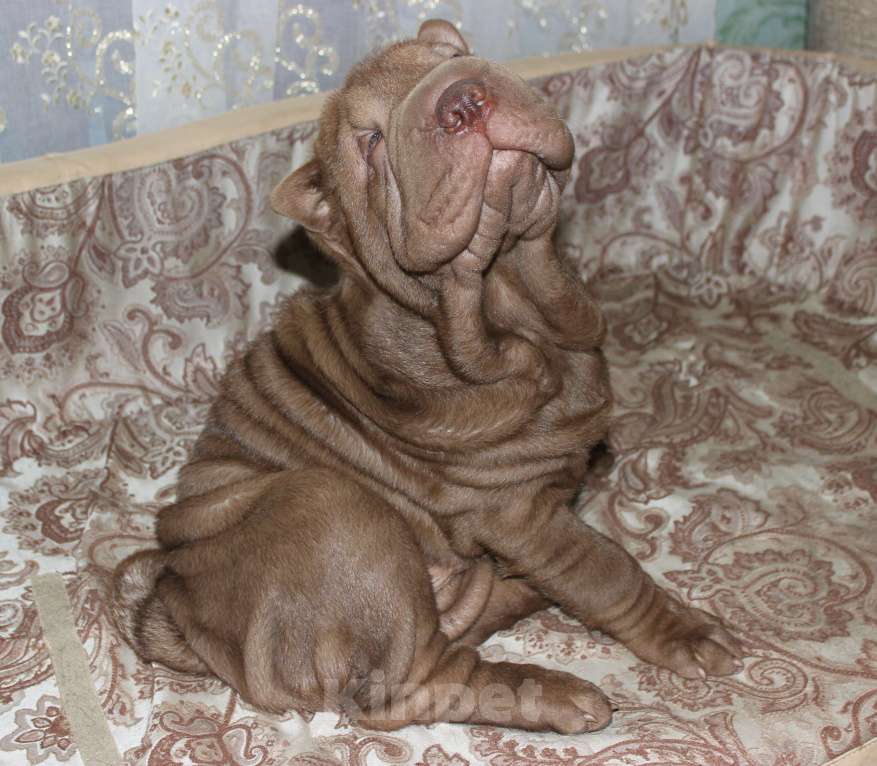 Собаки в Москве: Шарпей Мальчик, Бесплатно - фото 3