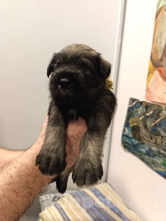 Собаки в Нижнем Новгороде: Щенки миттельшнауцера Девочка, 50 000 руб. - фото 2