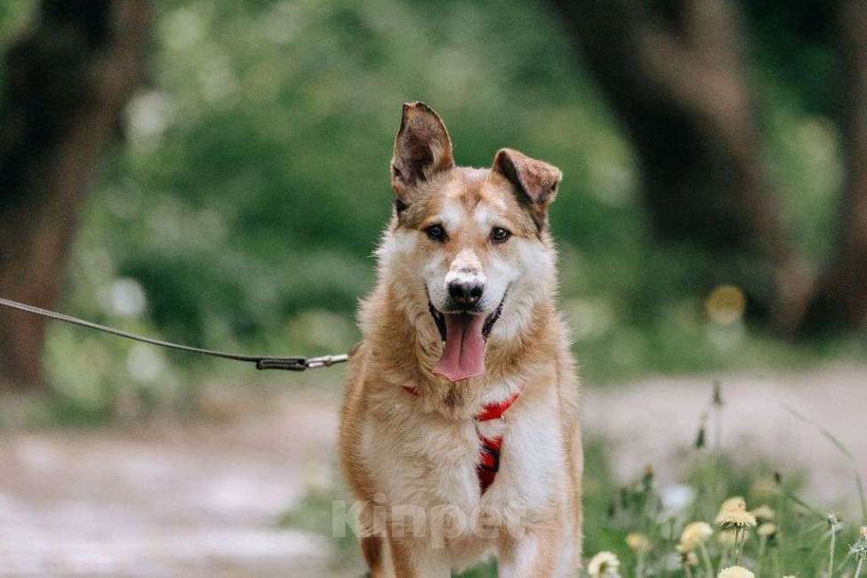 Собаки в Москве: Ариш Мальчик, Бесплатно - фото 2