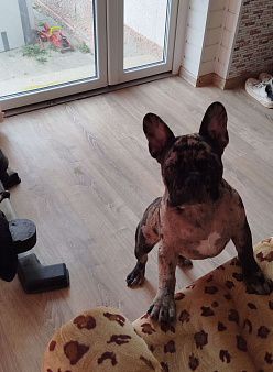 Французский бульдог