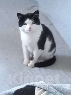 Кошки в Вологде: Кот СОМИК ищет дом! Мальчик, Бесплатно - фото 2