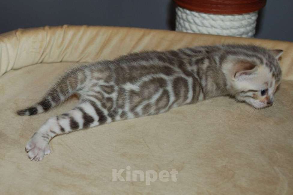 Кошки в Москве: Бенгальские котята. Девочка, 70 000 руб. - фото 7