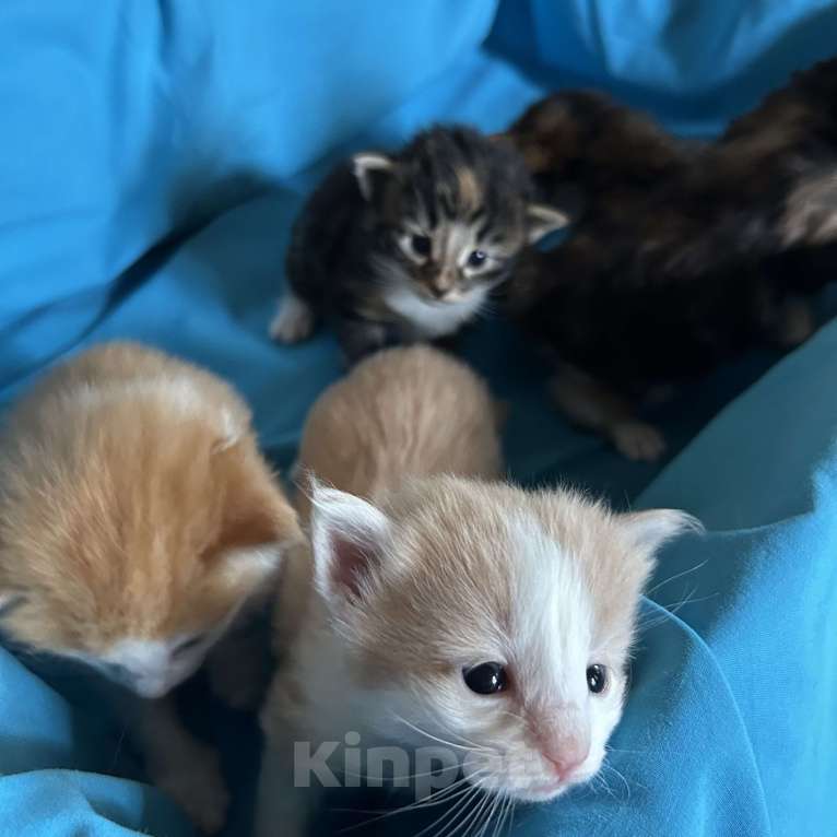 Кошки в Москве: продам норвежских лесных котят Мальчик, 35 000 руб. - фото 4