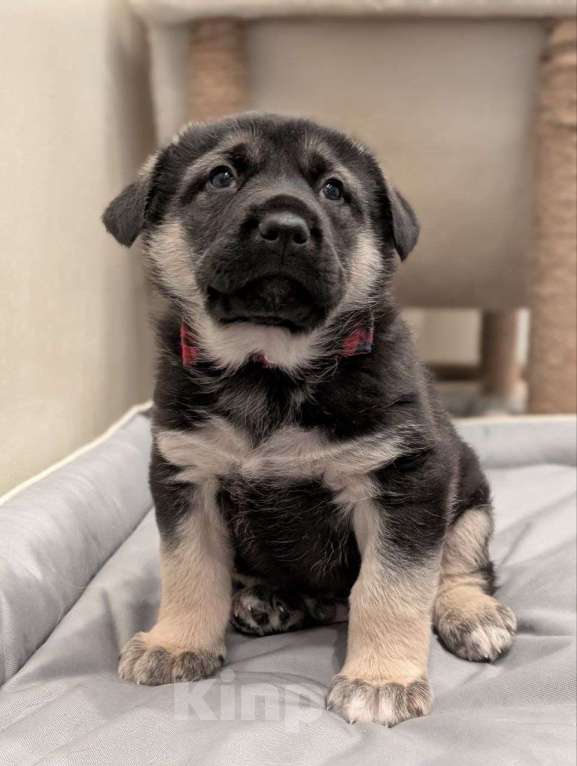 Собаки в Санкт-Петербурге: Щенята ищут свои любящие семьи! Мальчик, Бесплатно - фото 4