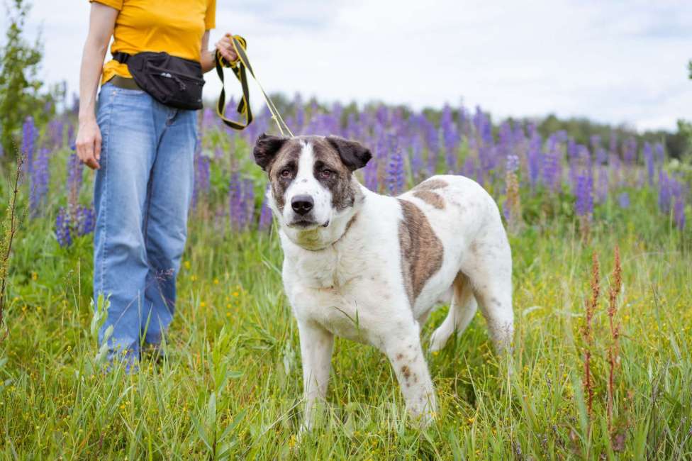 Собаки в Москве: Добрый мальчишка в поисках семьи и дома Мальчик, Бесплатно - фото 9
