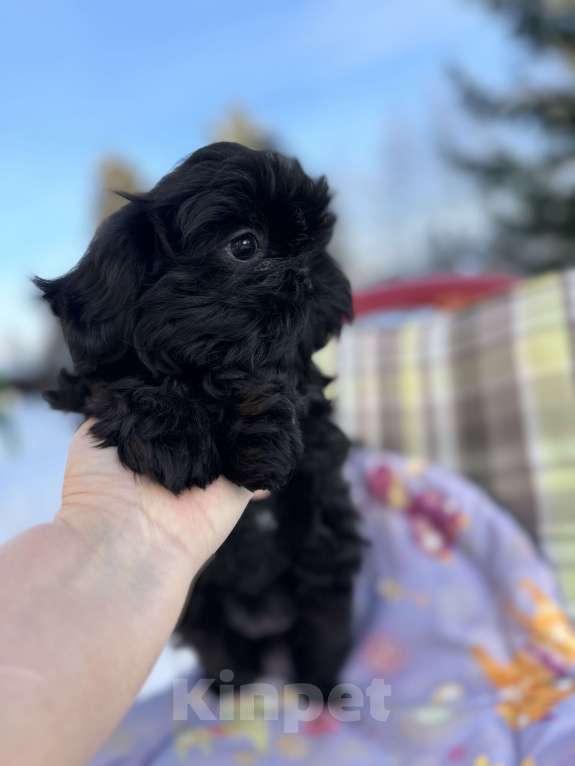 Собаки в Санкт-Петербурге: Красавица ши тцу Зена Девочка, 55 000 руб. - фото 1