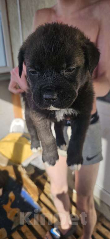 Собаки в Белгороде: Продажа щенков Девочка, 500 руб. - фото 5