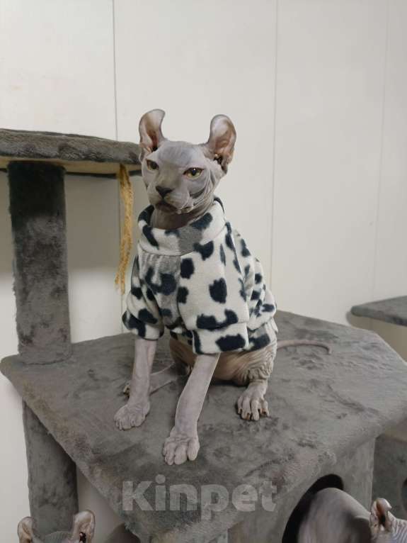 Кошки в Москве: Голубой солидный эльф  Мальчик, 180 000 руб. - фото 3