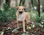 Собаки в Санкт-Петербурге: Рози ищет дом Девочка, Бесплатно - фото 6