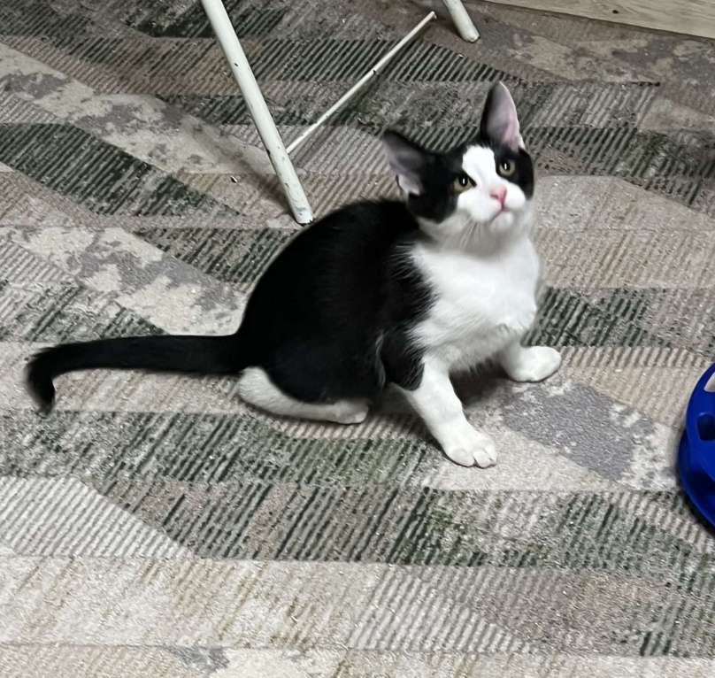 Кошки в других городах Московской области: Ласковый котенок Оскар 3 месяца Мальчик, Бесплатно - фото 6