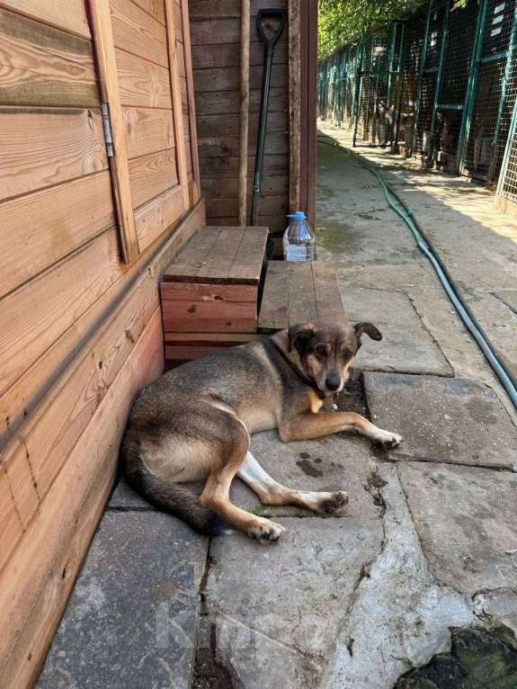 Собаки в Москве: Чаплин Мальчик, Бесплатно - фото 10