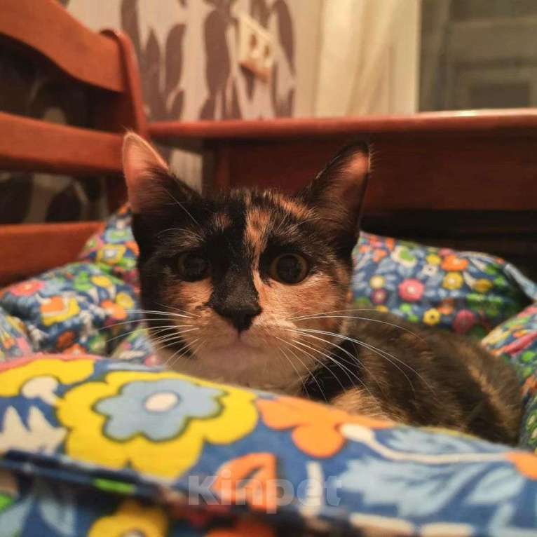 Кошки в Москве: Маленькая Фрося ищет домик Девочка, Бесплатно - фото 4