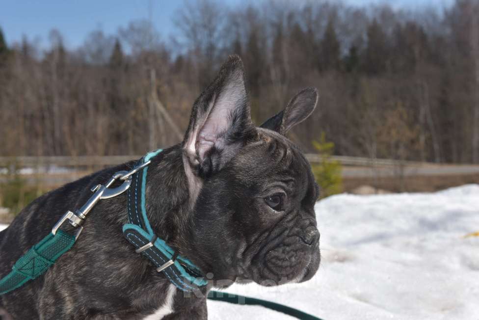 Собаки в Москве: Тигровый мальчик Мальчик, 45 000 руб. - фото 8