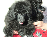 Собаки в Москве: Щенки пуделя черного окраса   Мальчик, Бесплатно - фото 3