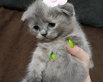 Кошки в Краснодаре: Продаю Шотландских вислоухий котят Девочка, 6 000 руб. - фото 3