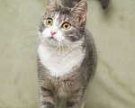 Кошки в Москве: Кошечка Бри ищет дом Девочка, Бесплатно - фото 1