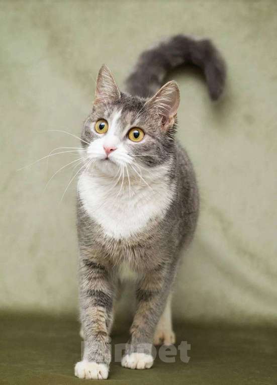 Кошки в Москве: Кошечка Бри ищет дом Девочка, Бесплатно - фото 1