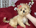 Собаки в Москве: Рыжий йорк с голубым глазом девочка мини Девочка, 100 000 руб. - фото 3