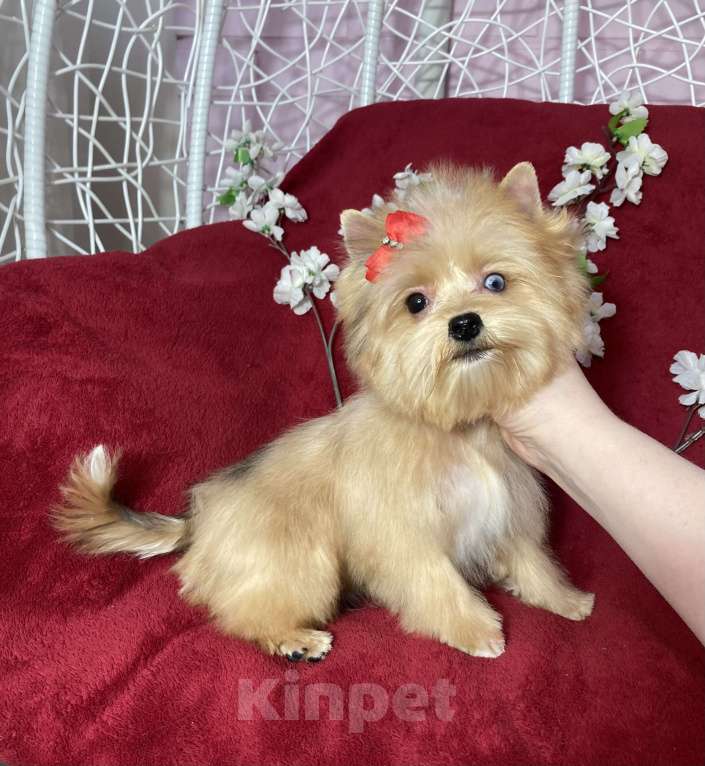 Собаки в Москве: Рыжий йорк с голубым глазом девочка мини Девочка, 100 000 руб. - фото 3