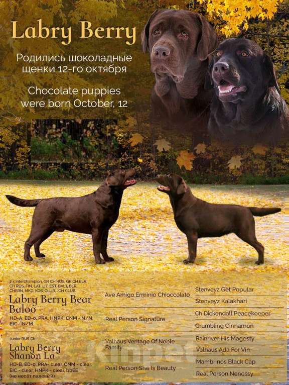 Собаки в Москве: Щенки лабрадора шоколадные  Девочка, Бесплатно - фото 5