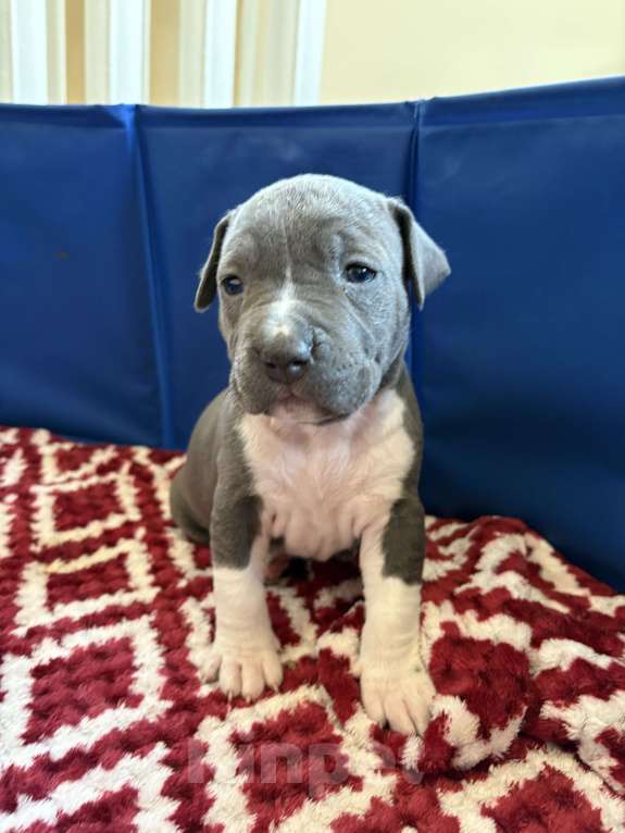 Собаки в других городах Московской области: Щенки Стаффорда Мальчик, 90 000 руб. - фото 4