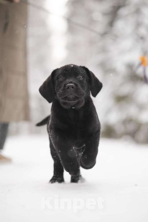 Собаки в Санкт-Петербурге: IRISLAV BLUES Мальчик, 160 000 руб. - фото 8