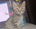 Кошки в Воронеже: Отдам кошечку в добрые руки Девочка, Бесплатно - фото 2