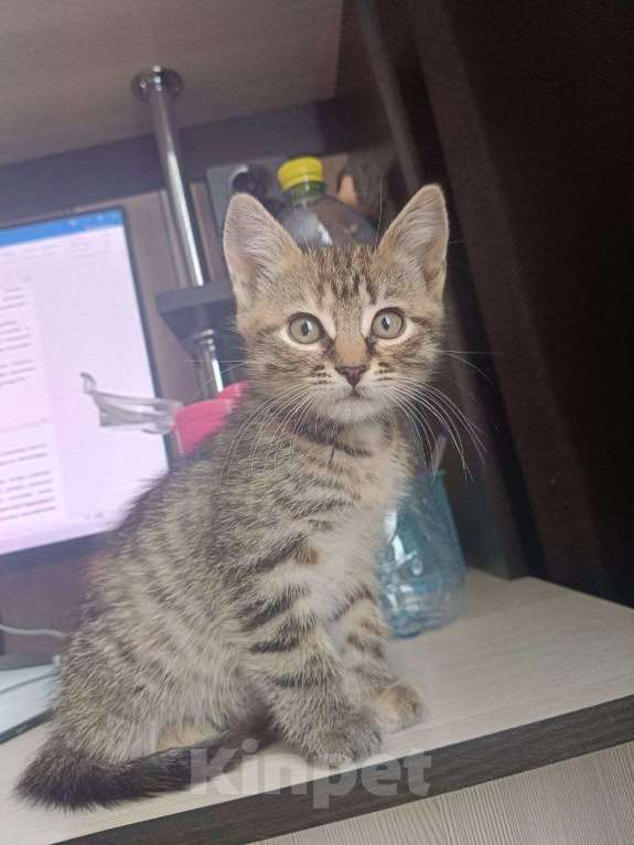 Кошки в Воронеже: Отдам кошечку в добрые руки Девочка, Бесплатно - фото 2
