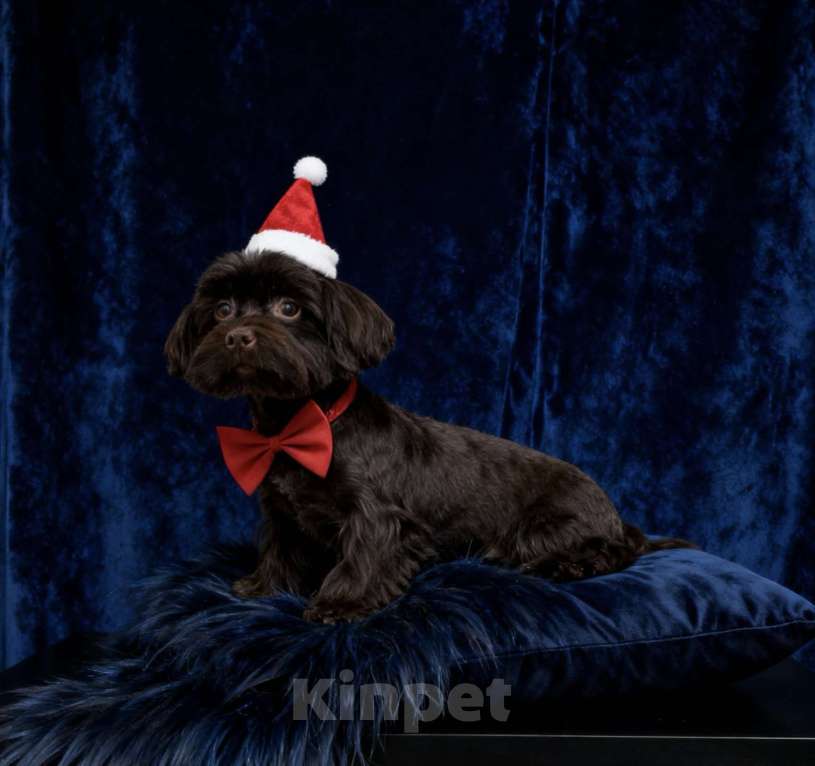 Собаки в Москве: Взрослый йорк крупная девочка горький шоколад Девочка, 45 000 руб. - фото 3