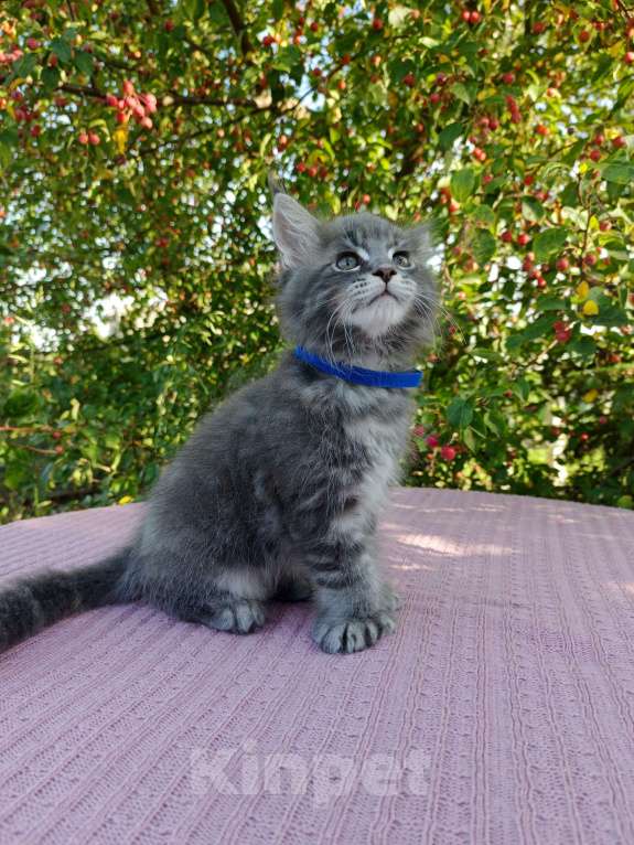 Кошки в Ярославле: Котёнок Поли кун Мальчик, 70 000 руб. - фото 4