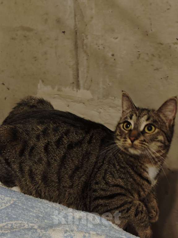 Кошки в Санкт-Петербурге: Срочно!!! Отдам в Добрые руки! Девочка, Бесплатно - фото 4